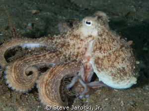 Octopus in Lake Worth Lagoon, Florida
 by Steve Jarocki, Jr. 